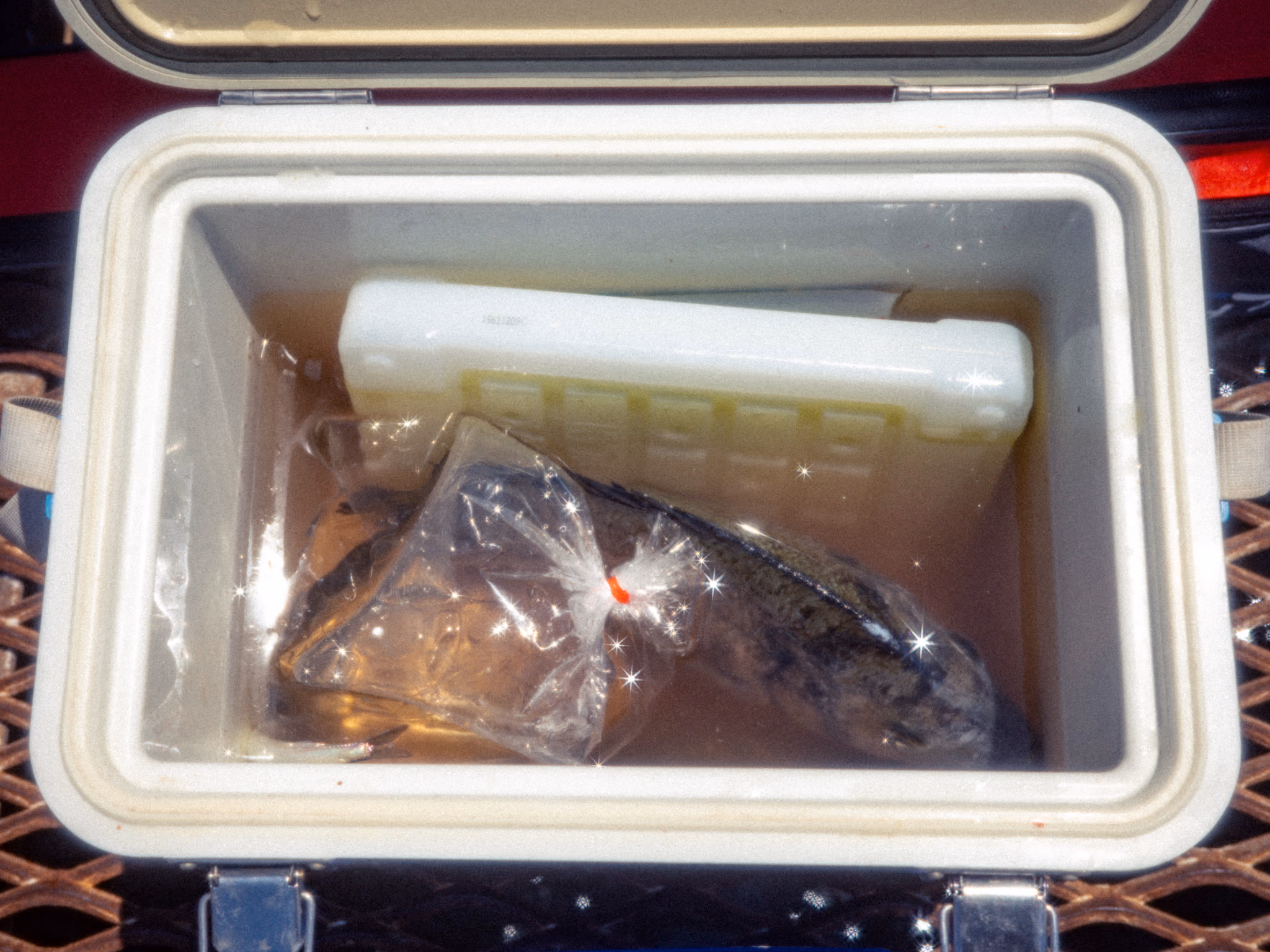 Fish inside an open cooler box.